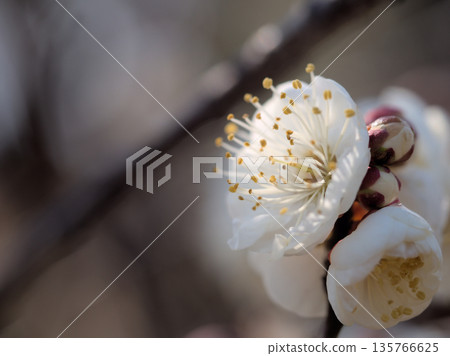 Beautiful white plum blossoms in cold January 135766625