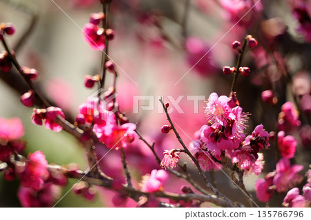 Umebayashi Park I saw someday Umebayashi Park I saw someday 135766796