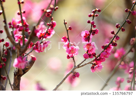 Umebayashi Park I saw someday Umebayashi Park I saw someday 135766797