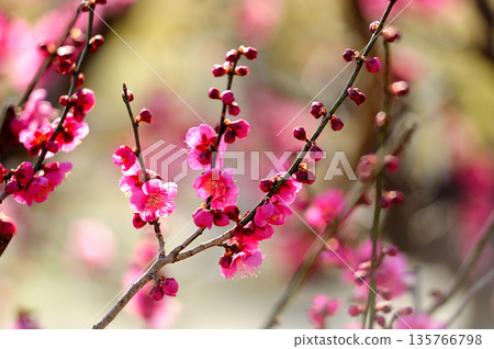 Umebayashi Park I saw someday Umebayashi Park I saw someday 135766798