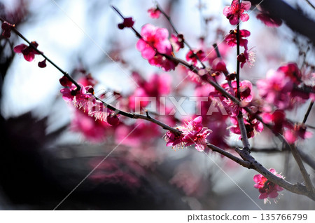 Umebayashi Park I saw someday 135766799