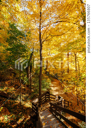 Golden Autumn Forest from Wooden Staircase Golden Autumn Forest from Wooden Staircase 135766807
