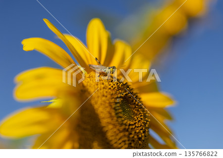 Grasshopper on a Sunflower Against Blue Sky 135766822