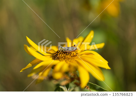 Grasshopper Resting on a Yellow Sunflower 135766823