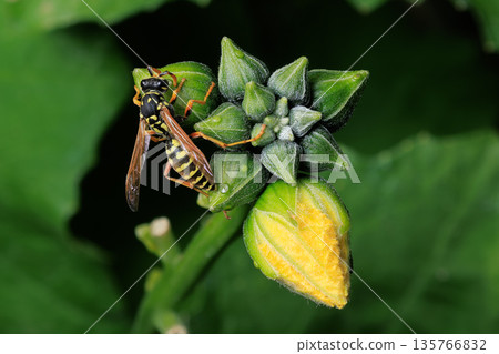 Wasp on Luffa Plant Buds 135766832