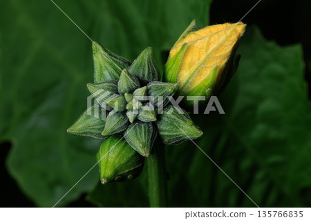 Luffa Plant Buds and Yellow Blossom 135766835