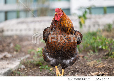 Rooster in Urban Garden Setting Rooster in Urban Garden Setting 135766838