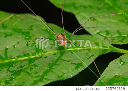 Harvestman Spider on a Wet Green Leaf Harvestman Spider on a Wet Green Leaf 135766839