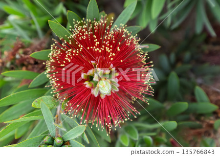 Vibrant Red Bottlebrush Flower from Above 135766843