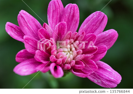 Vibrant Pink Chrysanthemum Flower Macro Vibrant Pink Chrysanthemum Flower Macro 135766844