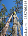 Tall Pine Tree with Spanish Moss Against Blue Sky 135766846