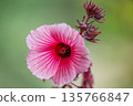 Pink Hibiscus Flower Macro Full Bloom 135766847