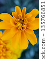 Yellow Marigold Flower Center Macro 135766851