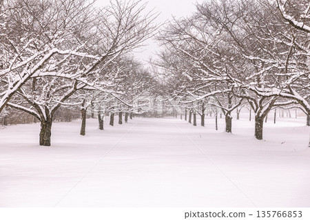Snow Covered Orchard in Winter 135766853