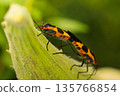 Mating Milkweed Bugs on a Plant Stem 135766854