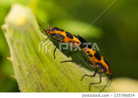 Mating Milkweed Bugs on a Plant Stem Mating Milkweed Bugs on a Plant Stem 135766854