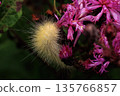 Fuzzy Yellow Caterpillar on Pink Wildflowers 135766857