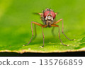 Extreme Macro of a Fly with Red Eyes 135766859