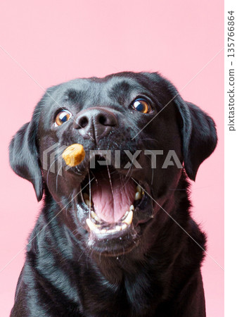狗捕食 135766864