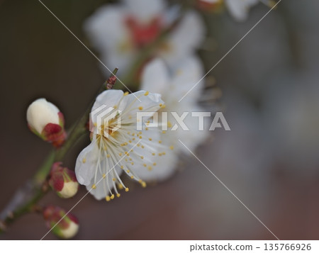 開始開花的白梅花 135766926