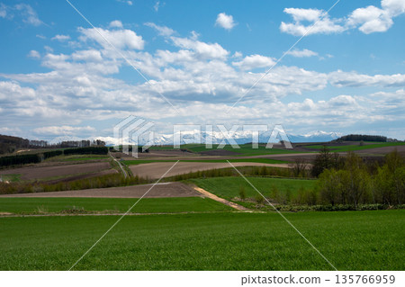 Spring farming hills and snowy mountains 135766959