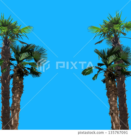 tropical tree, palms isolated on blue background, place for text tropical tree, palms isolated on blue background, place for text 135767091