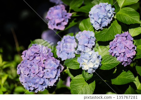 Hydrangea blooming in the rainy season Hydrangea blooming in the rainy season 135767281
