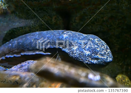 Salty salmon 135767390