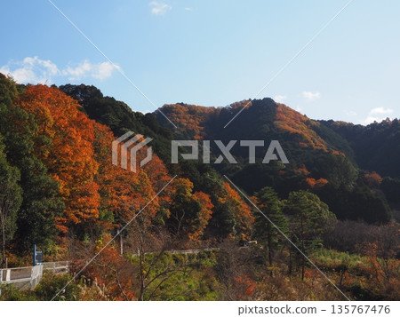 Autumn leaves at Takihata Dam in Kawachinagano City Autumn leaves at Takihata Dam in Kawachinagano City 135767476
