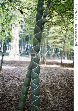 Tortoise bamboo Tortoise bamboo 135767597