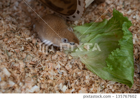 golden gerbil is eating in cage, cute rodent. Suitable for zoo and ecology themes. golden gerbil is eating in cage, cute rodent. Suitable for zoo and ecology themes. 135767602