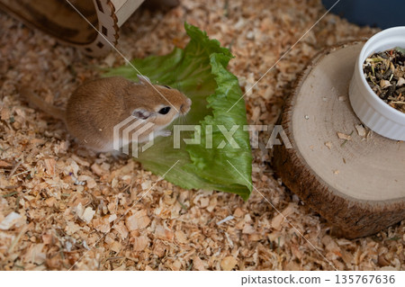 golden gerbil is eating in cage, cute rodent. Suitable for zoo and ecology themes. 135767636