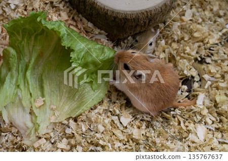 golden gerbil is eating in cage, cute rodent. Suitable for zoo and ecology themes. golden gerbil is eating in cage, cute rodent. Suitable for zoo and ecology themes. 135767637