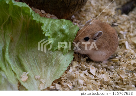 golden gerbil is eating in cage, cute rodent. Suitable for zoo and ecology themes. 135767638