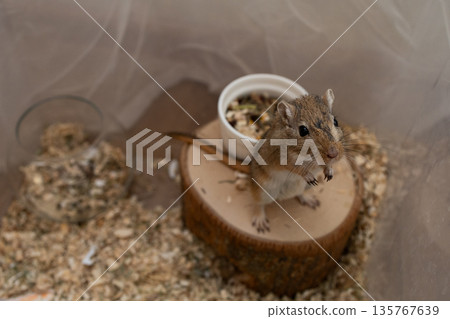 golden gerbil is eating in cage, cute rodent. Suitable for zoo and ecology themes. 135767639