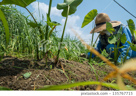 field, taro, farmer 135767715
