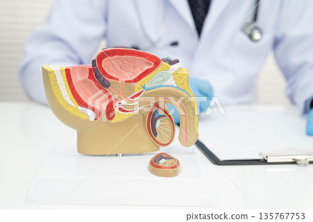 Male reproductive system, Asian doctor holding human anatomy model for study diagnosis and treatment in hospital. Male reproductive system, Asian doctor holding human anatomy model for study diagnosis and treatment in hospital. 135767753