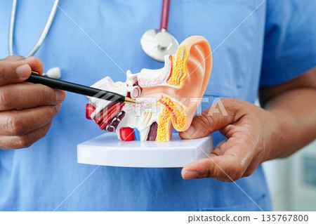 Asian doctor holding human ear model to learn and treat hearing loss in patient. 135767800