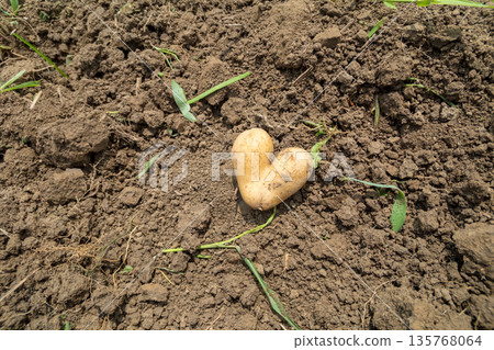 Heart-shaped potatoes 135768064