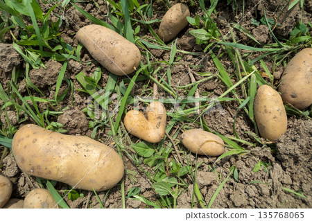 Heart-shaped potatoes 135768065