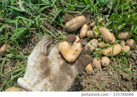 Heart-shaped potatoes 135768066