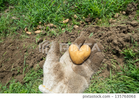 Heart-shaped potatoes Heart-shaped potatoes 135768068