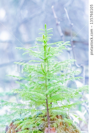 Cedar tree Cedar tree 135768105