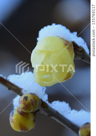 雪和枇杷花 雪和枇杷花 135768117