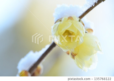 Snow and Japanese loquat flowers 135768122