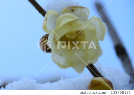 雪和枇杷花 雪和枇杷花 135768125