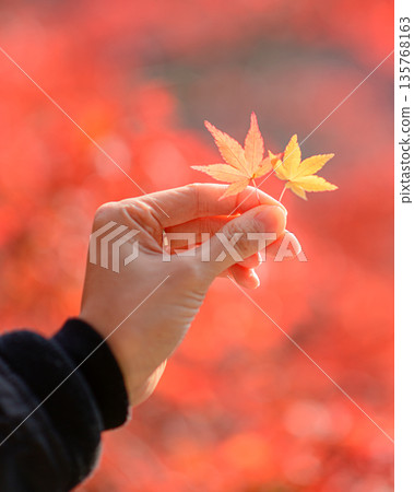 秋天 秋天 135768163