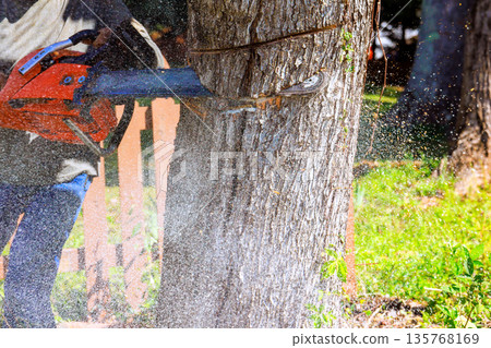 Worker uses chainsaw to cut through tree trunk in yard action creates wood chips splinters. 135768169