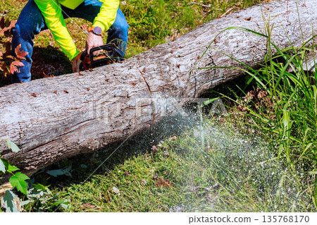 Worker is using chainsaw to cut down large fallen tree after strong tornado Worker is using chainsaw to cut down large fallen tree after strong tornado 135768170