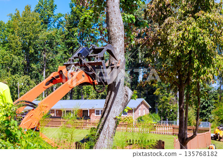 Machine is cuts down tree from ground in yard, with house trees in background Machine is cuts down tree from ground in yard, with house trees in background 135768182